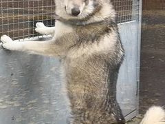-大青山野生动物园