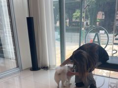 -帕帕拉兹宠物(亚洲旗舰店)