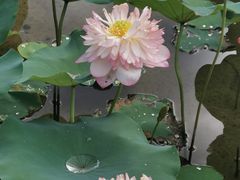 -厦门园林博览苑