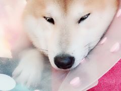 -美联众合动物医院·24h转诊中心
