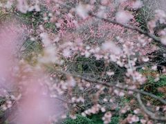 -杭州植物园