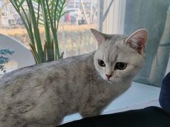 -纳吉亚猫专科动物医院·北北分院
