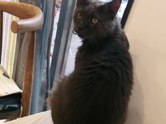 -平行世界·猫咖(首经贸店)