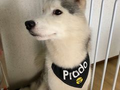 -Husky Go! 哈士奇体验馆·宠物咖啡厅狗咖