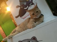 -李小姐の猫咖啡馆(五角场店)
