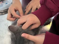 -瑞派福兴宠物医院犬猫全科·骨科·中西医结合(河东店)