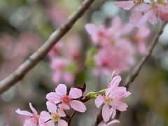 -villaa·别墅·融合菜西餐厅