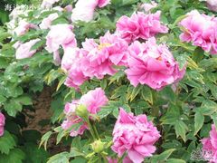 -曹州百花园
