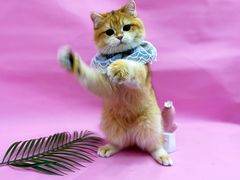 -1013 PET SHOP精品宠物商店(丁香店)