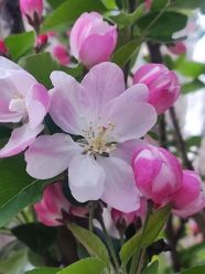 -Cindy Jewelry·钻戒·彩色宝石