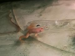 -上海大自然野生昆虫馆(东方明珠·爬宠昆虫探索中心)