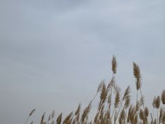 -野鸭湖国家湿地公园