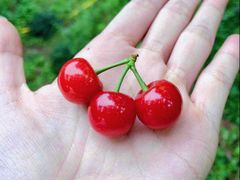 -樱桃山旅游景区