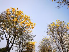 -洲头咀公园