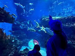 -海合安成都极地海洋公园