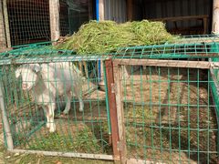 -明珠湖天鹅苑·农家菜馆