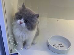 -小猫来了·猫舍(红山六九七九店)