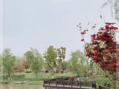 -九科绿洲