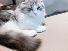 -猫腻·猫咖·撸猫馆(星光大道店)