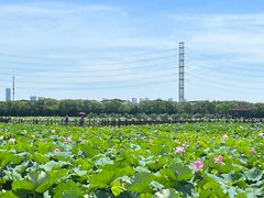 -荷塘月色湿地公园·向阳花洲