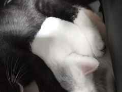 -瑞派雷欧宠物医院·24h夜诊·心脏骨科牙科·全科重症转诊中心(无影山店)