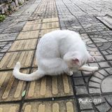心疼
