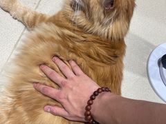 -藏猫猫咖啡主题馆(中央大道店)