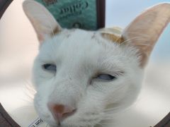 -爱诺耐芙动物医院(万博店)