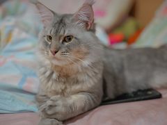 -十年猫舍·猫咪专门店(普陀店)