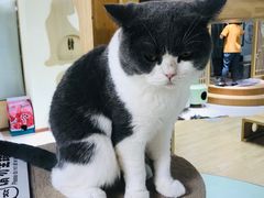 -猫和宫(六道口店)