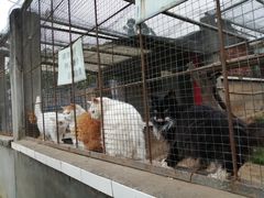 -成都爱之家动物救助中心