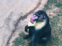 -西霞口神雕山野生动物世界