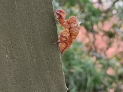 -广州市流溪河国家森林公园