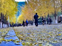 -辽宁大学(崇山校区)