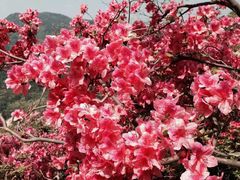 -木兰云雾山