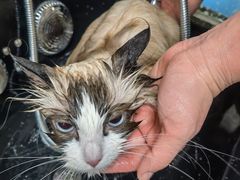 -北京观赏动物医院·24小时大型综合·猫专科·异宠专科