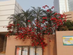 -九龙公园