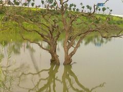 -鹤之洲湿地公园