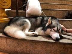 -more than meow吴止猫主题餐厅(承德 中船汇店)