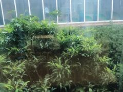 -雪绿茶博物馆