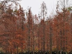 -白鹭湾湿地公园