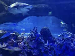 -江和美海洋公园