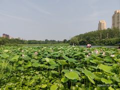 -前关湿地公园