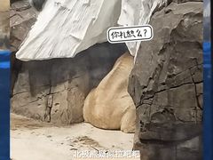 -海合安武汉极地海洋公园