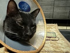-萌兽医馆·犬猫专科·眼科中心·宠物医院(朝阳门分院)