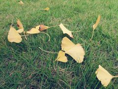 -重庆市江北嘴中央商务区中央公园