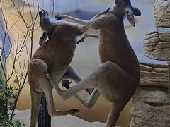 -西霞口神雕山野生动物世界