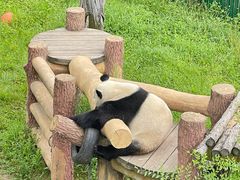 -沈阳森林动物园