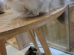 -藏猫猫咖啡主题馆(中央大道店)