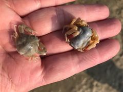 -北海金海湾红树林生态旅游区